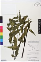 革葉鐵角蕨藏品圖，第1張