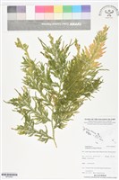 登錄號:BP02902藏品圖，第1張