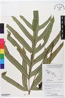 登錄號:BP02903藏品圖，第1張