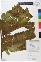 多生菜蕨藏品圖，第1張