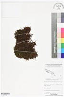 團扇蕨藏品圖，第1張