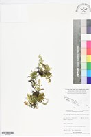 厚邊蕨藏品圖，第1張