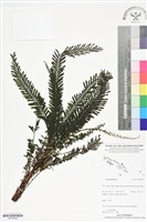 登錄號:BP02909藏品圖，第1張