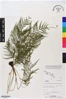 登錄號:BP02910藏品圖，第1張