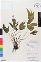 登錄號:BP02911藏品圖，第1張