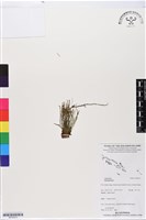 登錄號:BP02913藏品圖，第1張