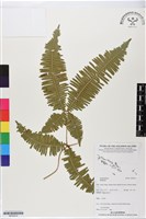 登錄號:BP02914藏品圖，第1張