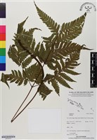 登錄號:BP02915藏品圖，第1張