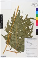 登錄號:BP02916藏品圖，第1張