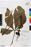 登錄號:BP02918藏品圖，第1張