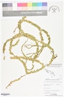 登錄號:BP02919藏品圖，第1張