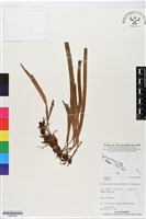 登錄號:BP02920藏品圖，第1張