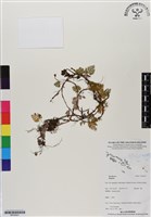 登錄號:BP02921藏品圖，第1張