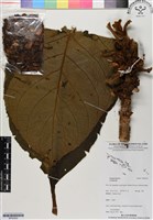 登錄號:BP02922藏品圖，第1張