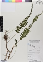 登錄號:BP02923藏品圖，第1張