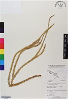 登錄號:BP02925藏品圖，第1張