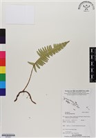 馬來陰石蕨藏品圖，第1張