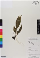 登錄號:BP02928藏品圖，第1張