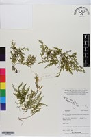 登錄號:BP02929藏品圖，第1張