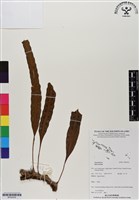 登錄號:BP02930藏品圖，第1張