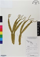 登錄號:BP02931藏品圖，第1張