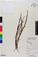 登錄號:BP02932藏品圖，第1張