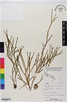 登錄號:BP02934藏品圖，第1張