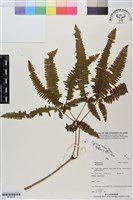 登錄號:BP02936藏品圖，第1張