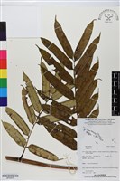 登錄號:BP02937藏品圖，第1張