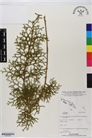 登錄號:BP02938藏品圖，第1張