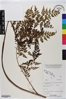 登錄號:BP02939藏品圖，第1張