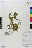 登錄號:BP02940藏品圖，第1張