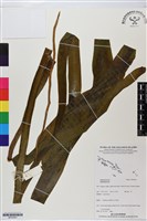 登錄號:BP02941藏品圖，第1張