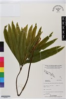 登錄號:BP02942藏品圖，第1張