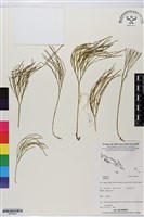 登錄號:BP02943藏品圖，第1張