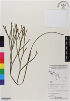 登錄號:BP02944藏品圖，第1張