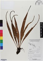 登錄號:BP02946藏品圖，第1張