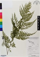 登錄號:BP02947藏品圖，第1張