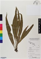 登錄號:BP02948藏品圖，第1張