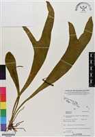 登錄號:BP02949藏品圖，第1張