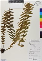 登錄號:BP02952藏品圖，第1張