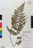 登錄號:BP02953藏品圖，第1張