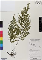 登錄號:BP02955藏品圖，第1張