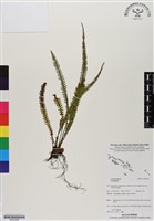 登錄號:BP02956藏品圖，第1張