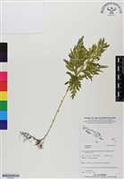 登錄號:BP02957藏品圖，第1張