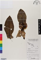 登錄號:BP02958藏品圖，第1張