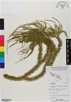 登錄號:BP02959藏品圖，第1張