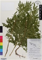 登錄號:BP02960藏品圖，第1張