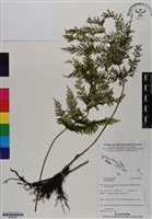 登錄號:BP02961藏品圖，第1張