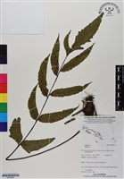 登錄號:BP02962藏品圖，第1張